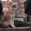 東京名勝系列 - 涉谷 忠犬八公：圖片 6