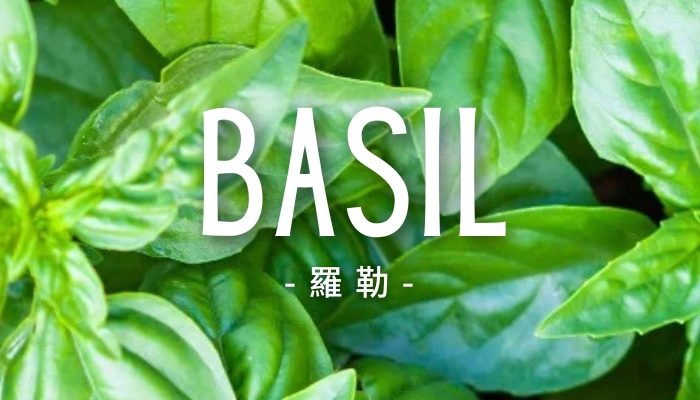 Basil
