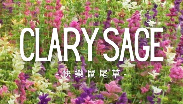 ClarySage
