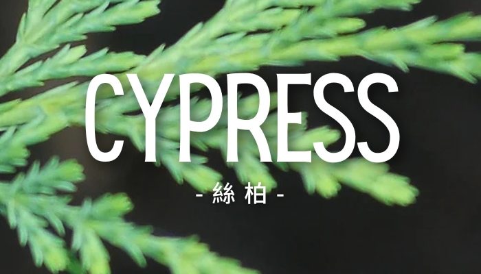 Cypress