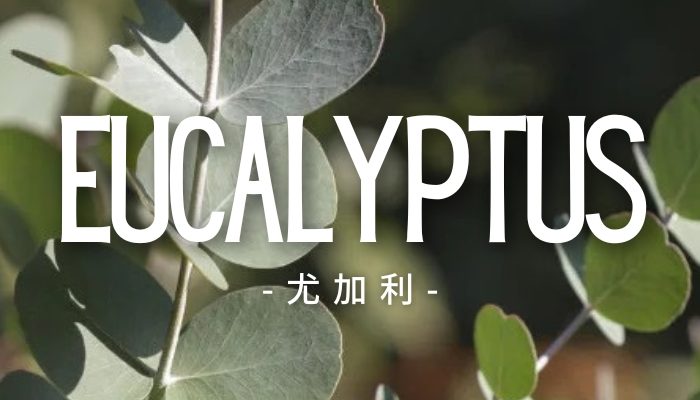 Eucalyptus