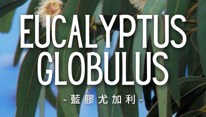 EucalyptusGlobulus