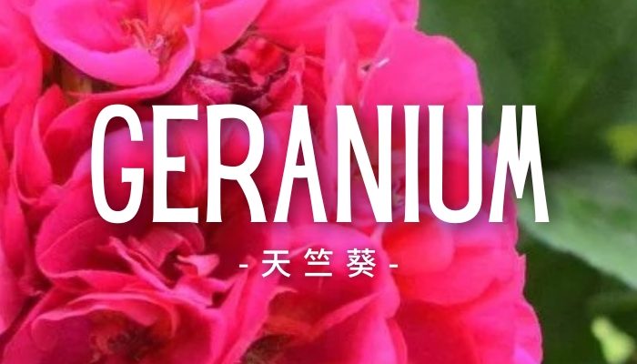 Geranium