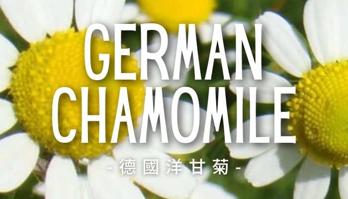 GermanChamomile