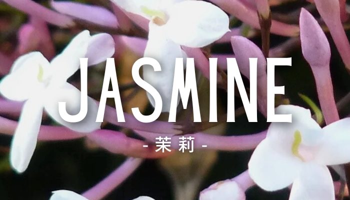 Jasmine