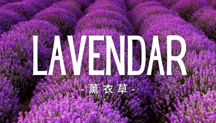 Lavendar