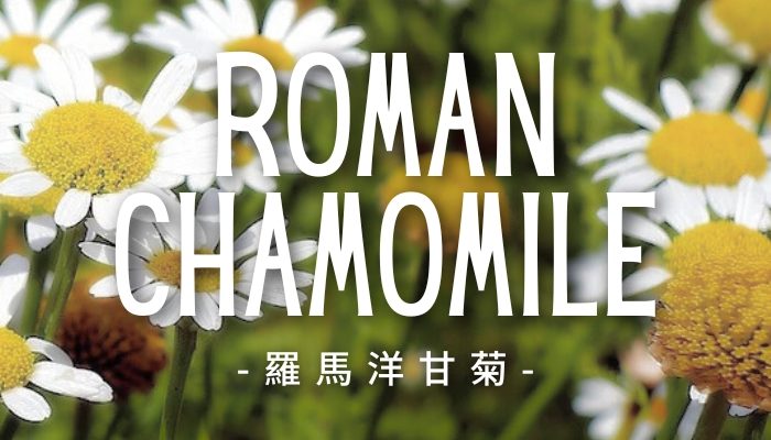 RomanChamomile