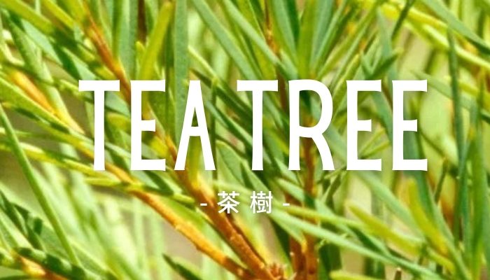 TeaTree1