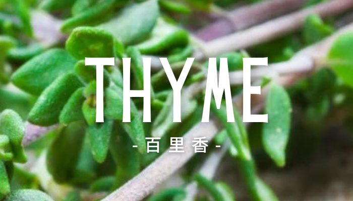 Thyme1