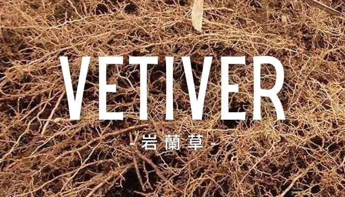 Vetiver2